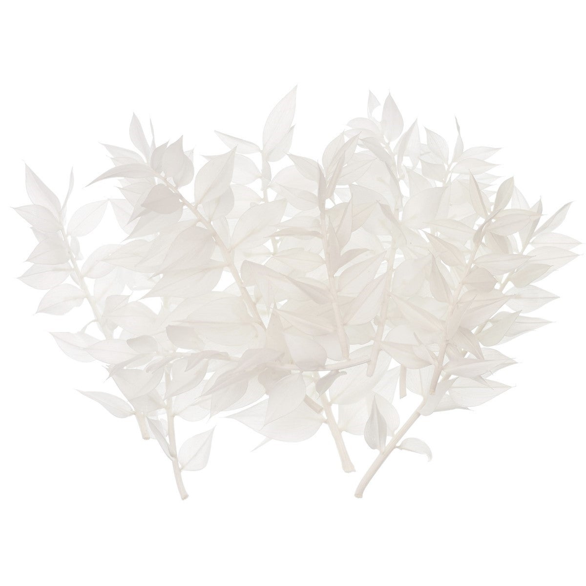 The Baked Studio Dried Flower Box - Ruscus - White